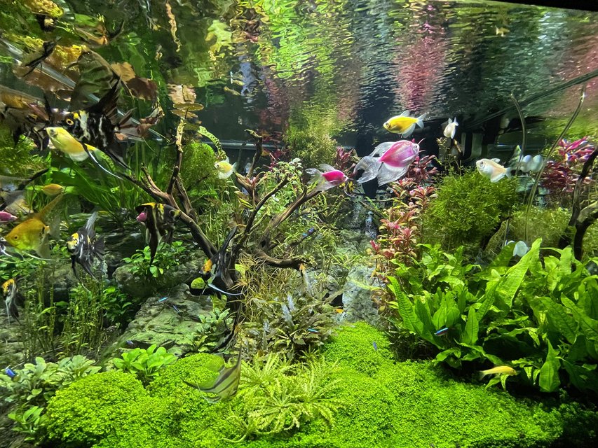 Aquarium Seasoning is Better Than Aquarium Cycling (and Here’s Why)