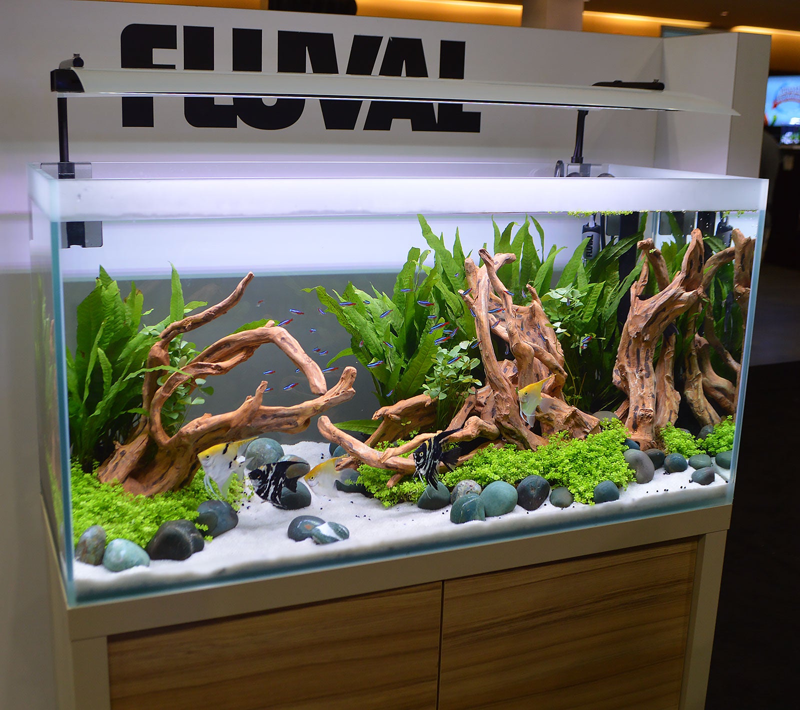 Breeding Guppies in Planted Tanks: A Harmony of Nature