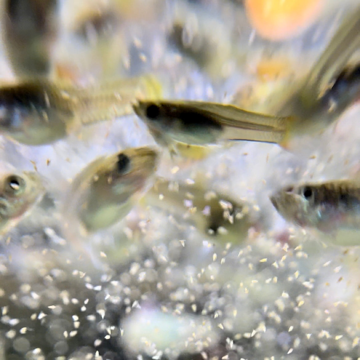 Caring for the Elegance: How Often Should You Feed Show-Grade Guppies?