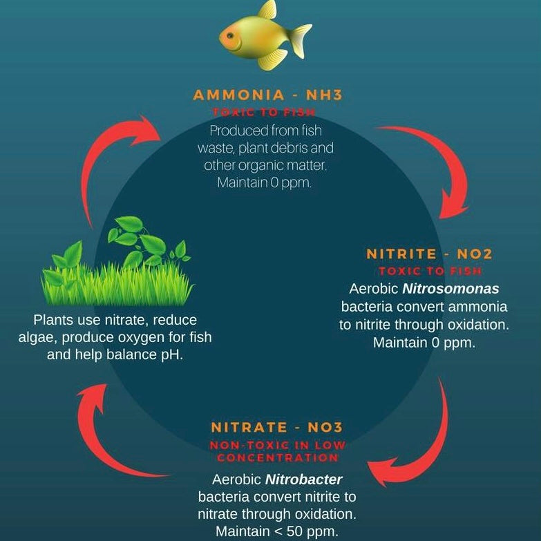 Diving into Aquarium Cycling: A Guide to Setting Up Your Underwater Oasis