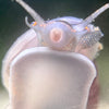 Do Snails Really Eat Plants? Deep Dive...