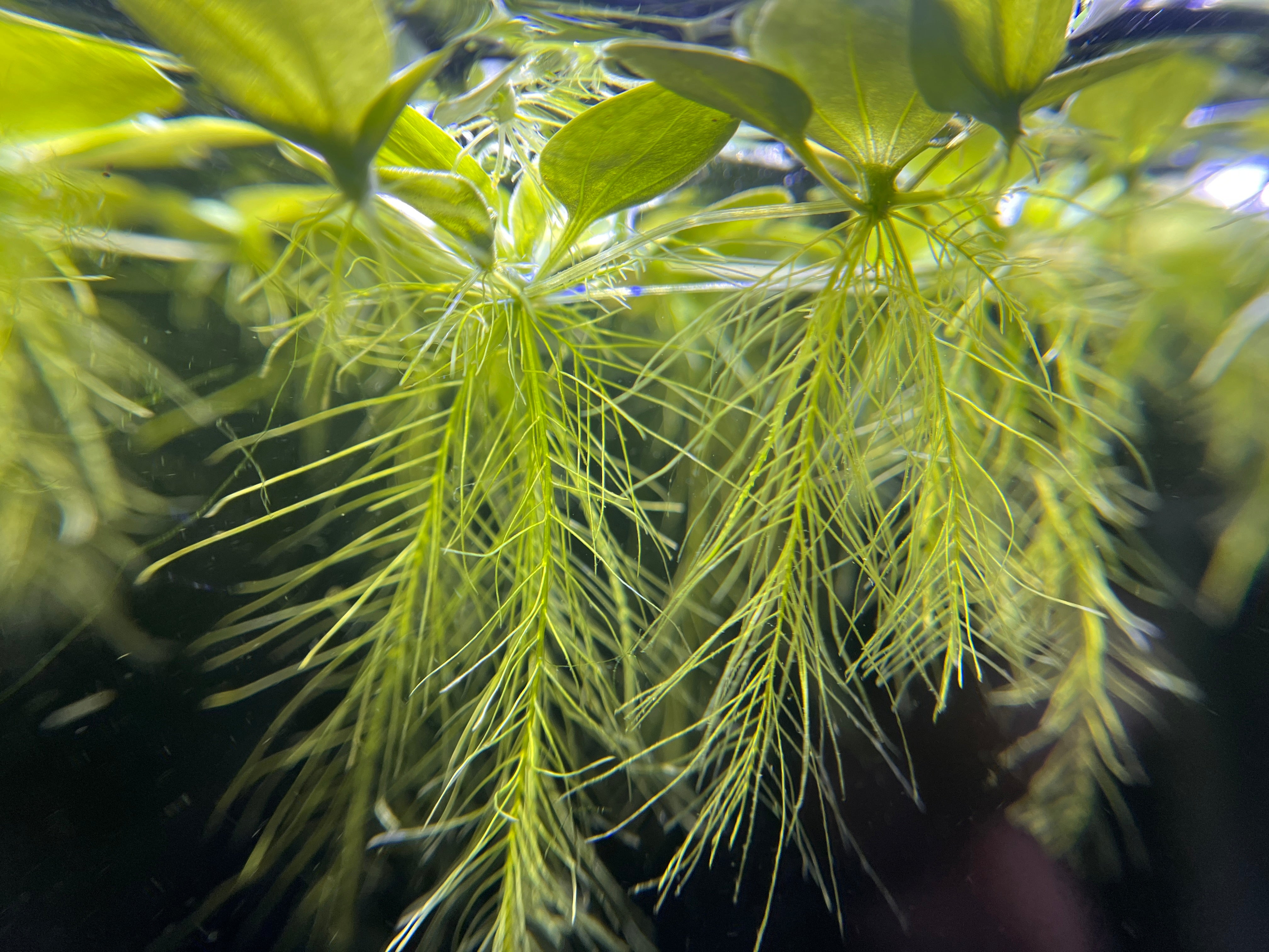 Top 5 Must-Have Accessories for Guppy Enthusiasts