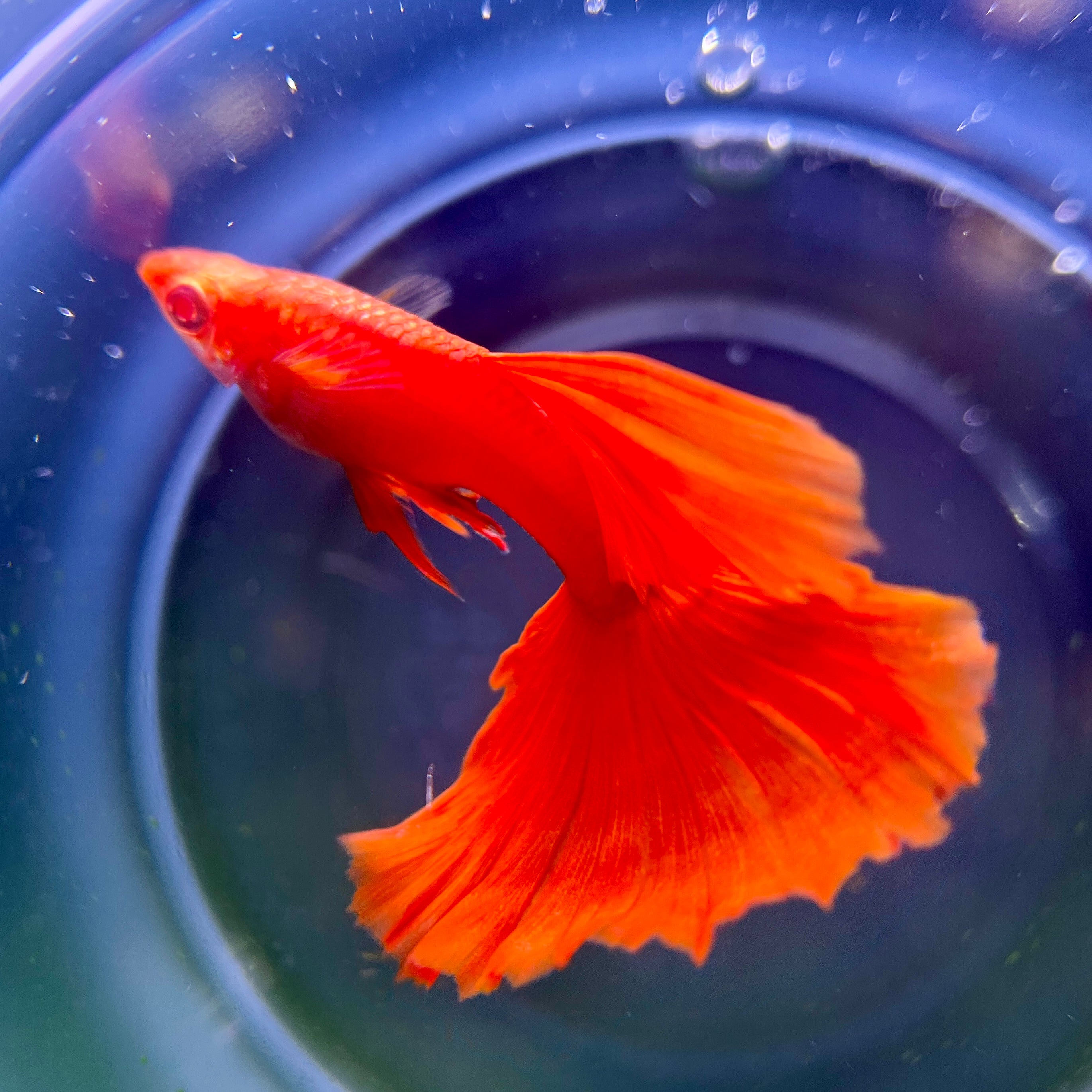 Why Guppies Won't Breed: The Effect of Diet