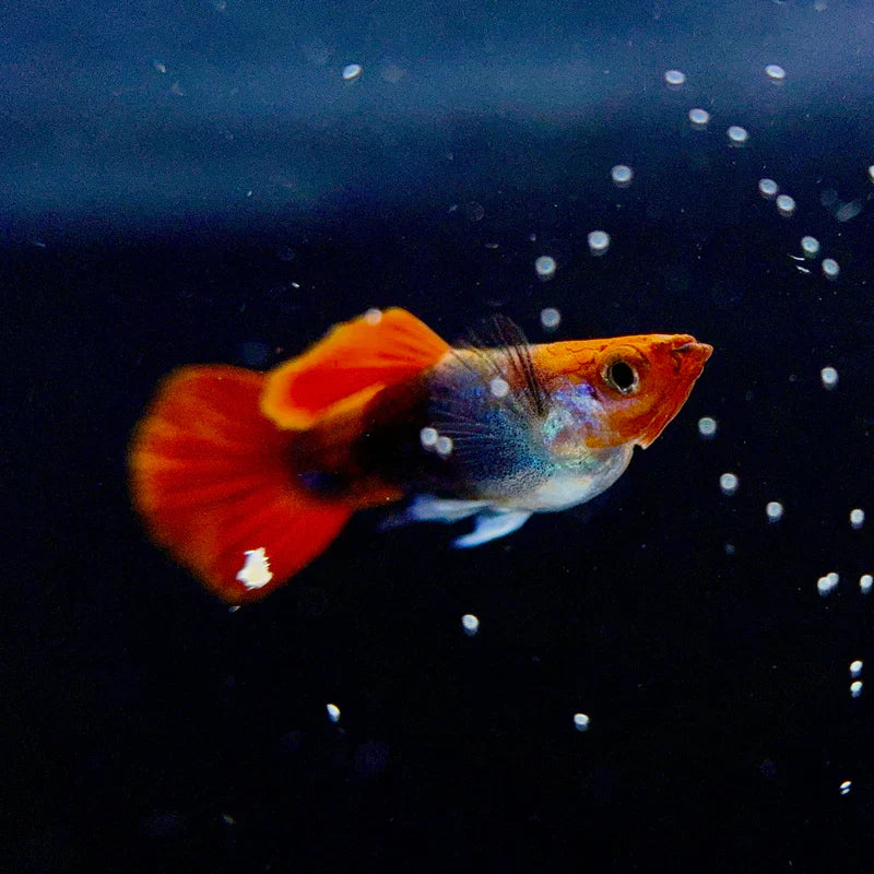 Top 10 Most Popular Fancy Guppy Strains for Home Aquariums