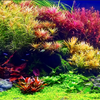 The Amazing Benefits Of Keeping Plants In Your Aquarium