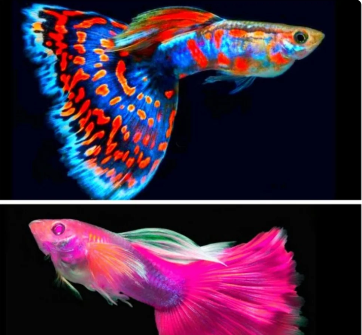 The Rarest Guppies in the Hobby: Exotic Strains for True Collectors