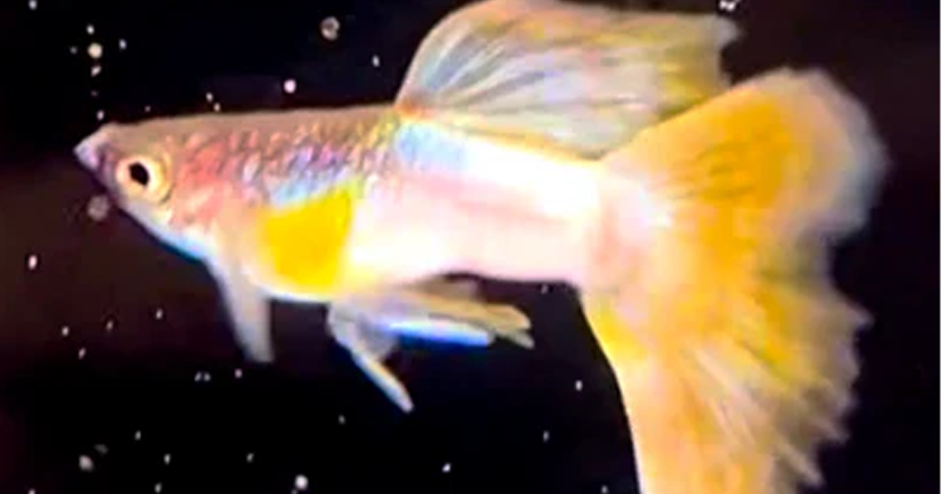 Pet Fish for Sale in Quebec: Tips for Choosing the Right Fish