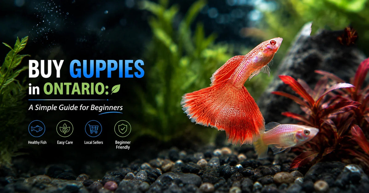 Buy Guppies in Ontario: A Simple Guide for Beginners