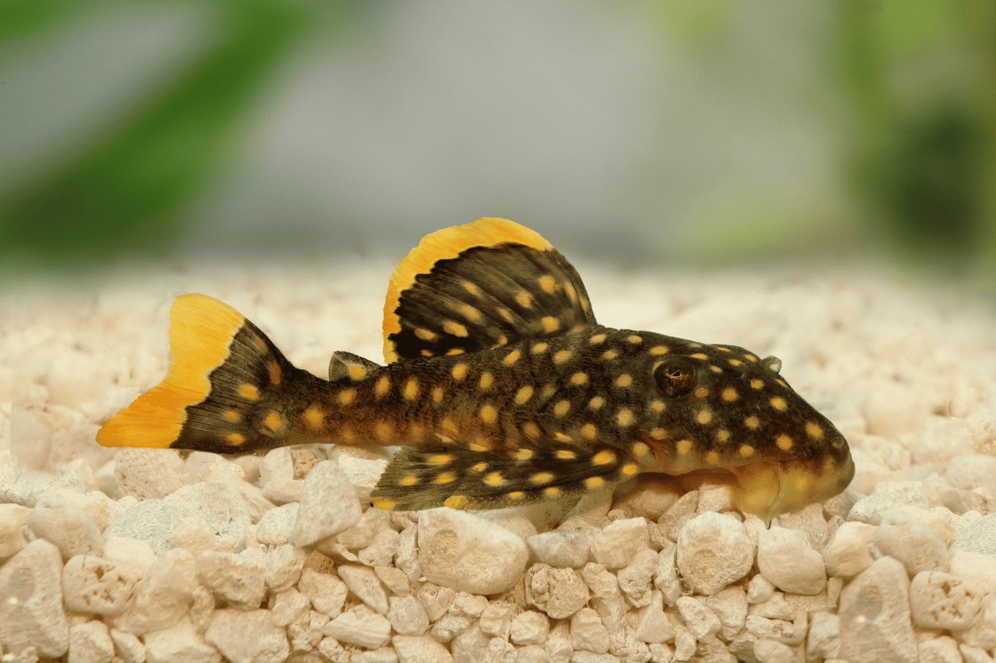 Explore Pleco Care And Why They Are The Best Aquarium Algae Eaters! - Canada Guppies