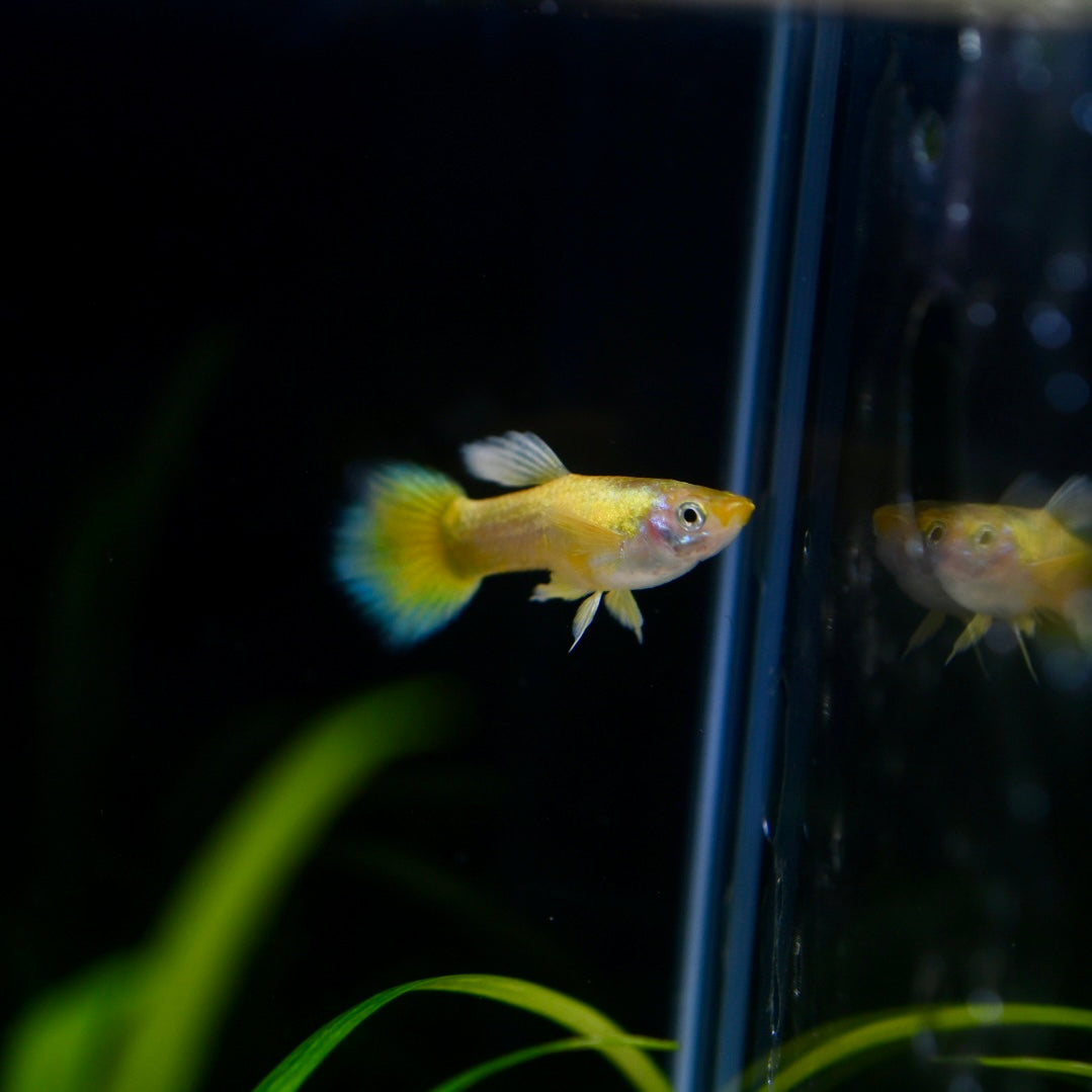 Golden Coin Round Tail