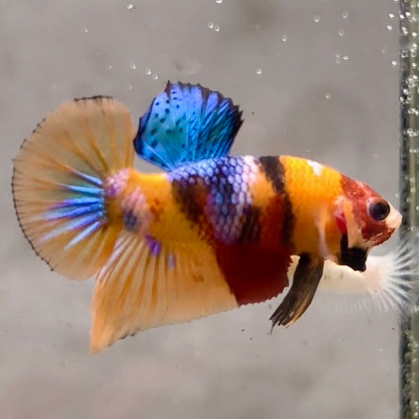 Premium Candy Multicolour Halfmoon Plakat #3