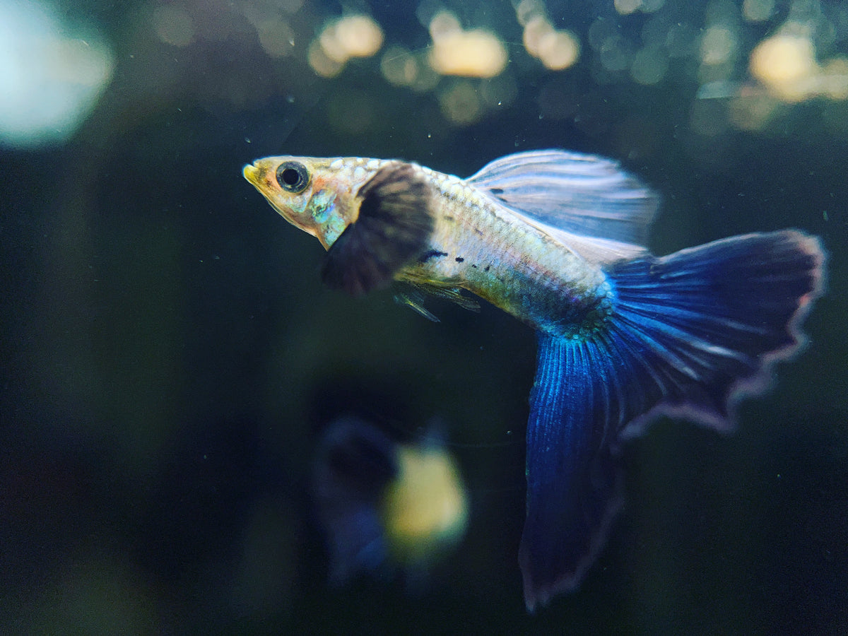 Fancy guppy fish food cheap
