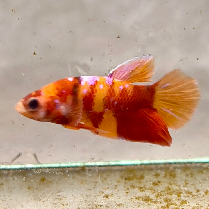 Premium Candy Multicolour Halfmoon Plakat #10