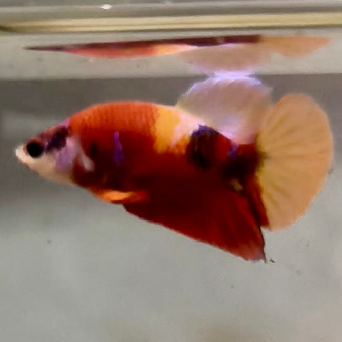 Premium Candy Multicolour Halfmoon Plakat #17