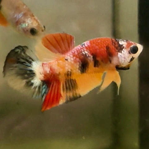 Premium Candy Multicolour Halfmoon Plakat #31