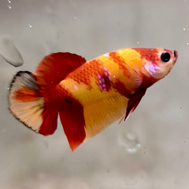 Premium Candy Multicolour Halfmoon Plakat #4