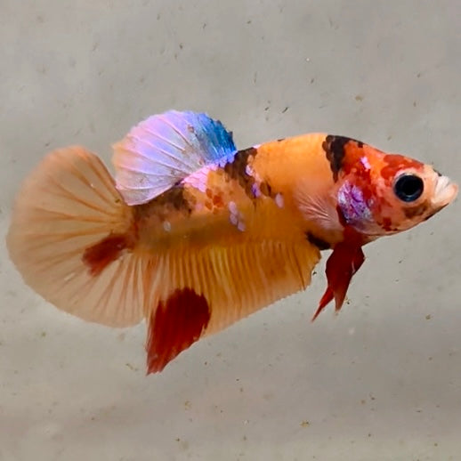Premium Candy Multicolour Halfmoon Plakat #23