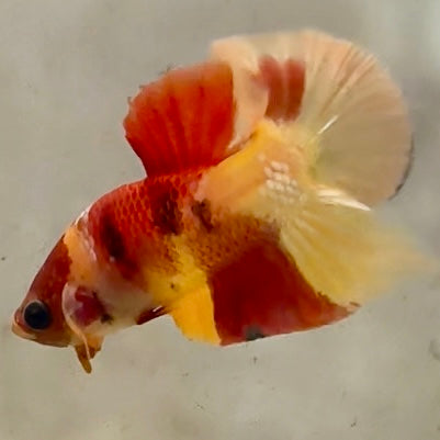 Premium Candy Multicolour Halfmoon Plakat #33