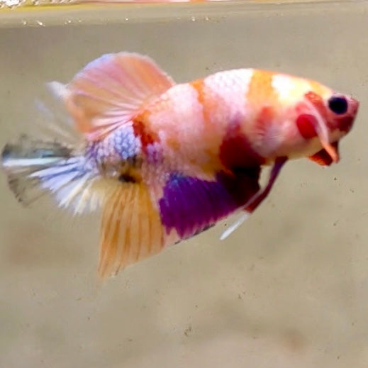 Premium Candy Multicolour Halfmoon Plakat #41