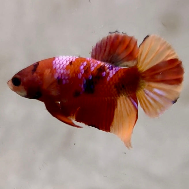 Premium Candy Multicolour Halfmoon Plakat #7