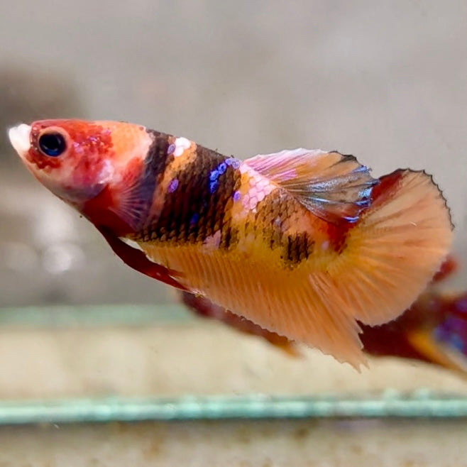 Premium Candy Multicolour Halfmoon Plakat #9