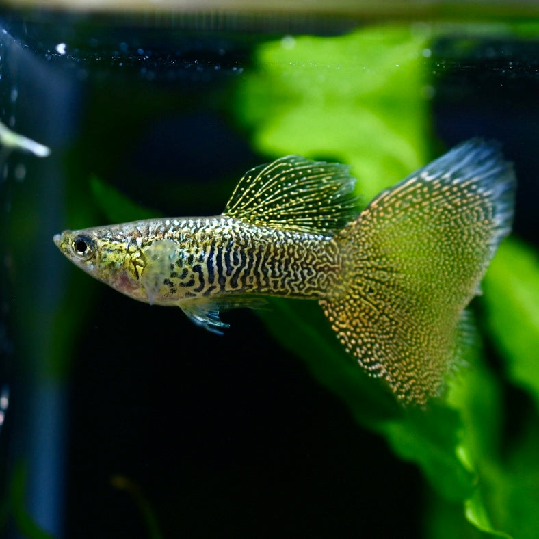 Imperial Gold Lace