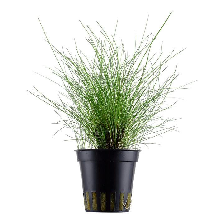 Eleocharis Parvula Pot