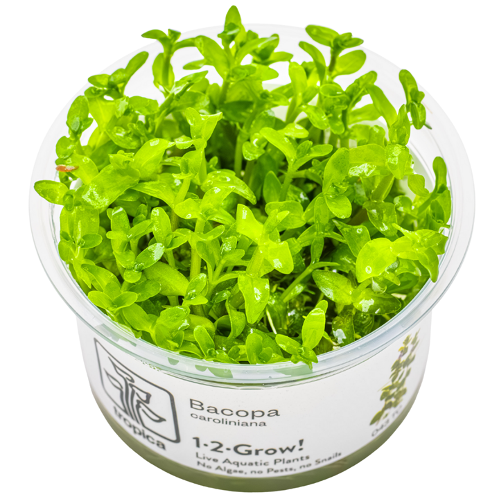 Bacopa caroliniana TC