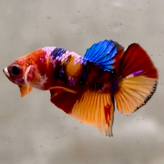 Premium Candy Multicolour Halfmoon Plakat #11