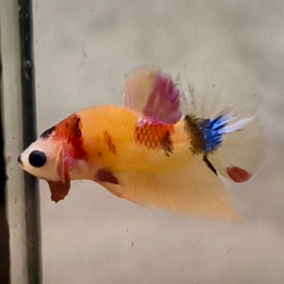 Premium Candy Multicolour Halfmoon Plakat #19