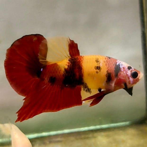 Premium Candy Multicolour Halfmoon Plakat #36