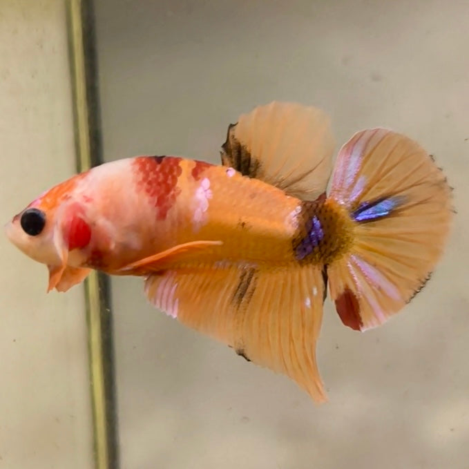 Premium Candy Multicolour Halfmoon Plakat #44