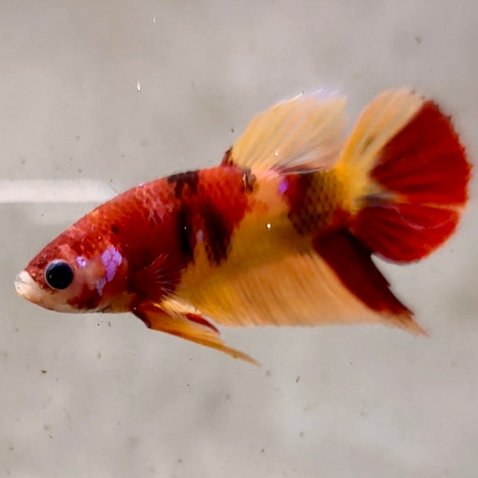Premium Candy Multicolour Halfmoon Plakat #5