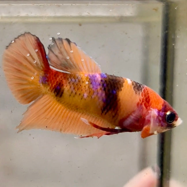 Premium Candy Multicolour Halfmoon Plakat #9