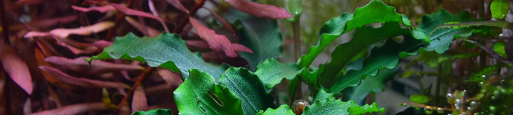 Bucephalandra pygmaea 'Wavy Green' - Canada Guppies