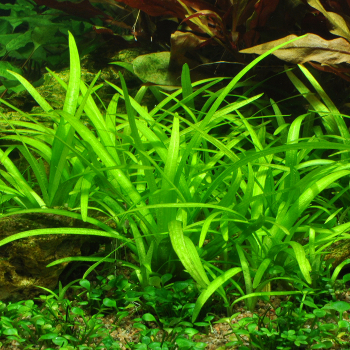 Sagittaria subulata