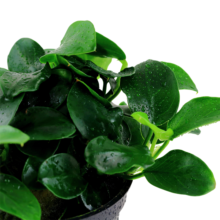 Anubias Nana Petite Pot