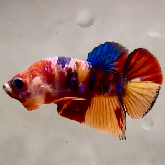 Premium Candy Multicolour Halfmoon Plakat #11