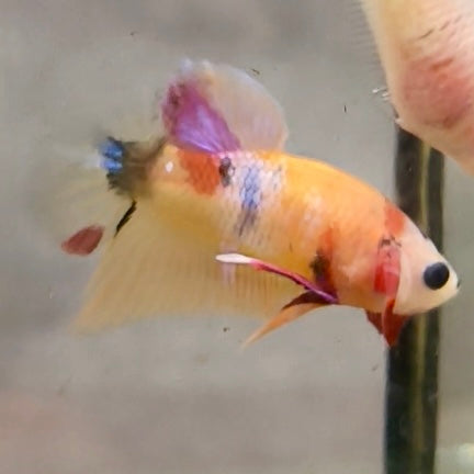 Premium Candy Multicolour Halfmoon Plakat #19