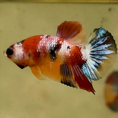 Premium Candy Multicolour Halfmoon Plakat #31
