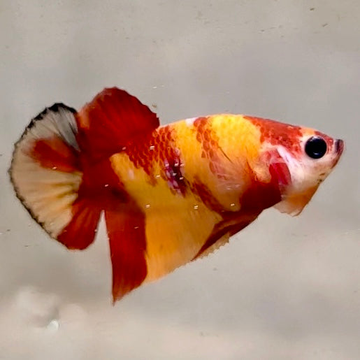 Premium Candy Multicolour Halfmoon Plakat #4