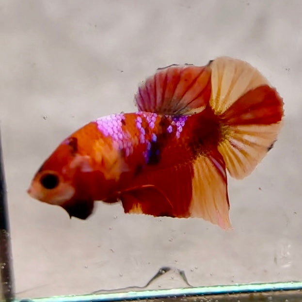 Premium Candy Multicolour Halfmoon Plakat #7