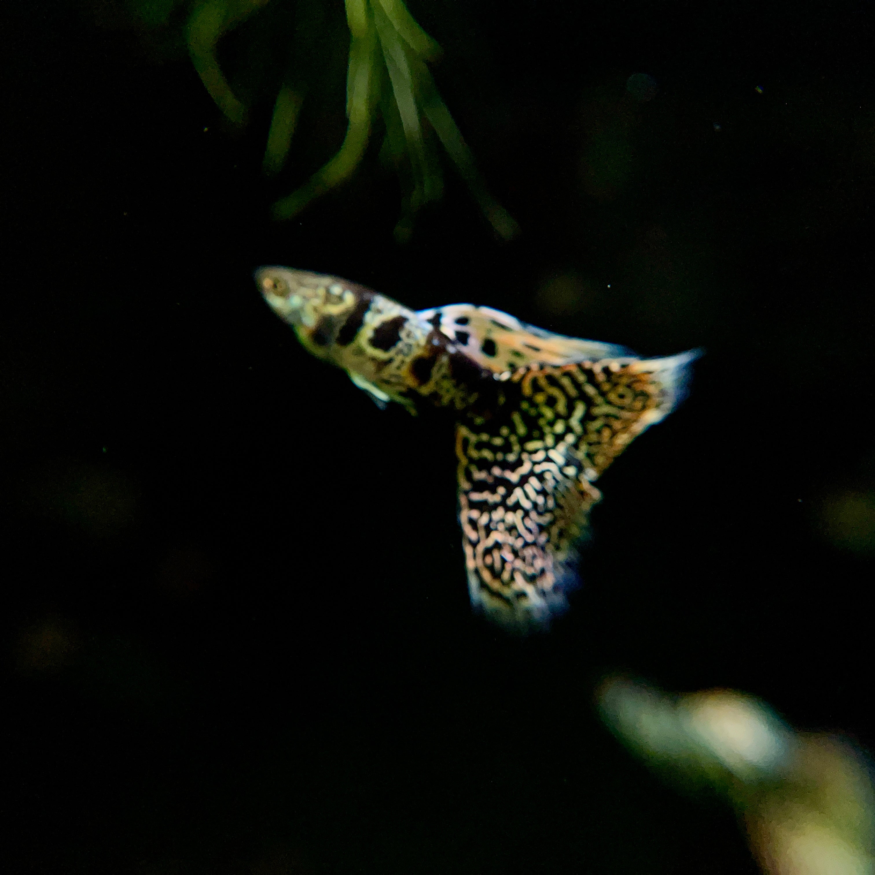 Tiger King Cobra Guppies - Canada Guppies