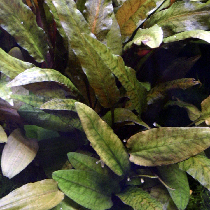 Cryptocoryne Wendtii – Easy Live Aquarium Plant Canada