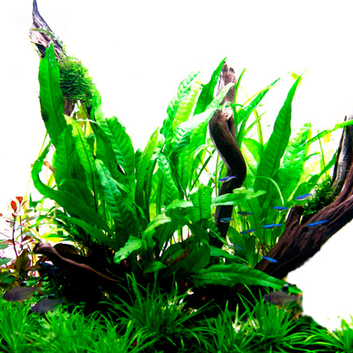 Microsorum Pteropus Pot