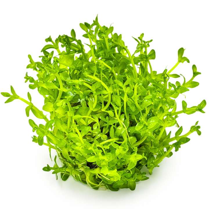 Bacopa caroliniana TC