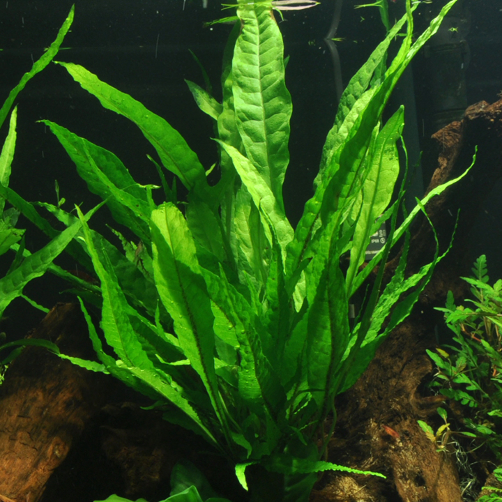 Microsorum Pteropus Pot