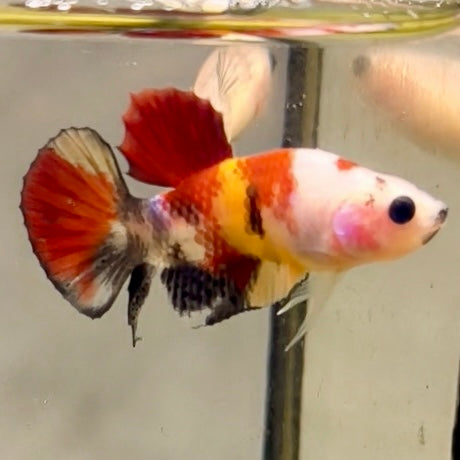 Premium Candy Multicolour Halfmoon Plakat #42