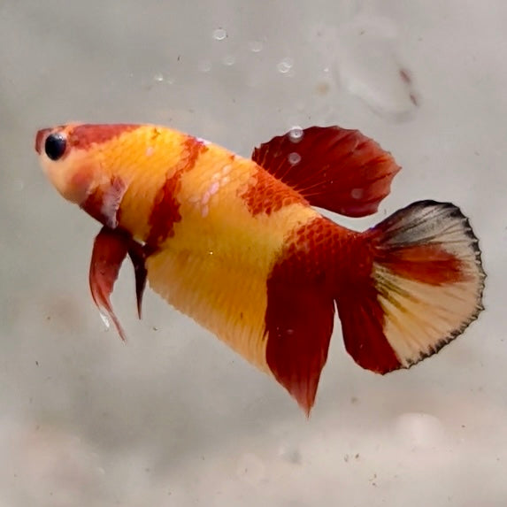 Premium Candy Multicolour Halfmoon Plakat #4