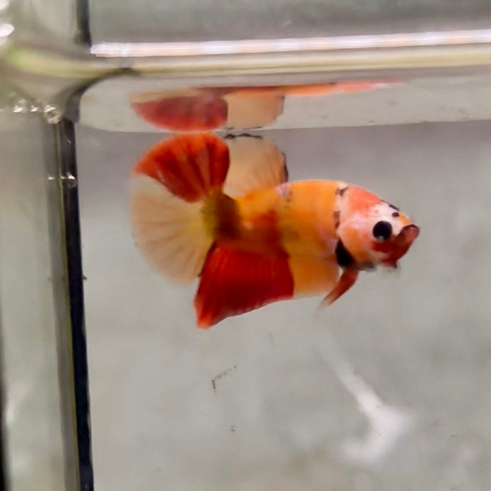 Premium Candy Multicolour Halfmoon Plakat #18
